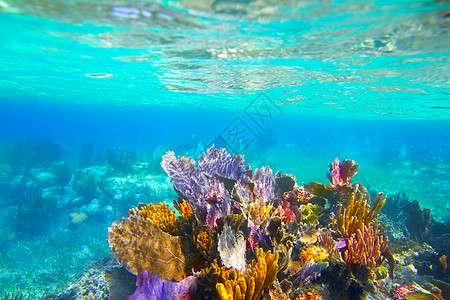 珊瑚礁在水下珊瑚天堂中浮游图片