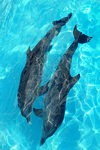 海豚两对顶高角的海豚图片