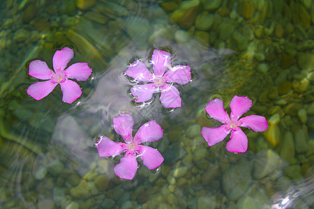漂浮在自然淡水中的奥莱兰德粉红色花朵海洋海岸植物群游泳温泉石头旅行异国花瓣植物图片