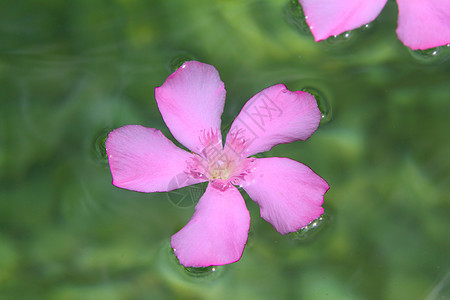 漂浮在自然淡水中的奥莱兰德粉红色花朵热带海洋植物旅行水池花园植物群异国波浪游泳图片