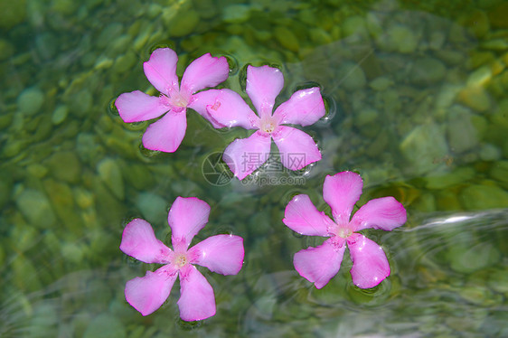漂浮在自然淡水中的奥莱兰德粉红色花朵植物波浪花园异国情调海岸石头花瓣滚动游泳图片