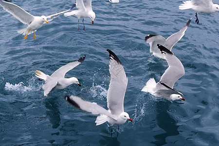 蓝海洋上活跃的海沟海鸥海鸟鸟类自由野生动物航班羽毛空气飞行海岸蓝色图片