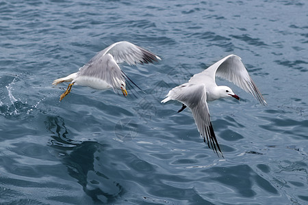 蓝海洋上活跃的海沟海鸥航班自由空气鸟类荒野蓝色海鸟飞行海滩海岸图片