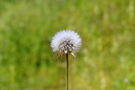 红花白花吹 许愿图片