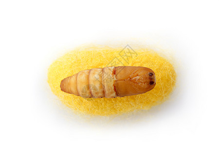 丝虫鳕上的虫白色胶囊黄色加工纤维旋转织物幼虫编织牙线图片