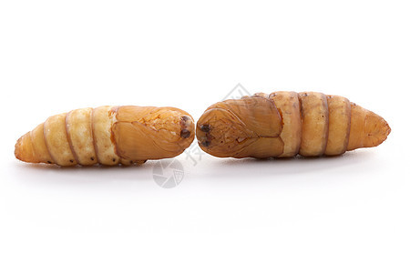 白底的青沙里丝虫加工织物养蚕业牙线黄色编织墙纸白色幼虫昆虫图片