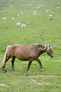 绿色草地俾里牛群的马景色场地马术农田牧场尾巴农村头发天空鬃毛自由图片