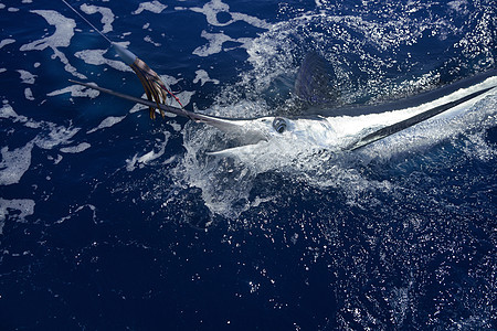 大西洋白马林大型游戏运动钓鱼食物动物旅行热带盐水海滩海洋闲暇娱乐蓝色图片