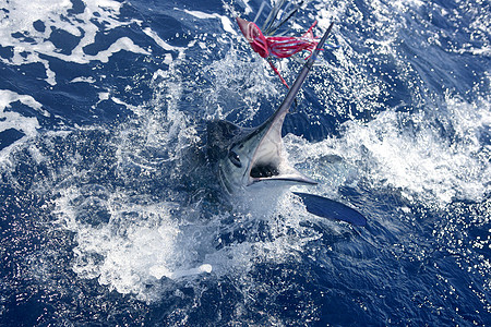 大西洋白马林大型游戏运动钓鱼动物生活乐趣食物娱乐蓝色旅行热带账单闲暇图片