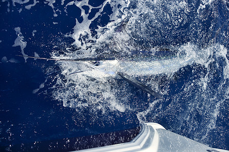 大西洋白马林大型游戏运动钓鱼眼睛盐水动物生活乐趣旗鱼海滩旅行嘴鸟海洋生物图片