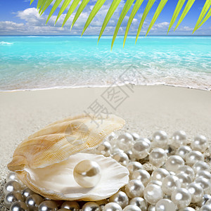 贝壳白沙滩上的加勒比珍珠热带棕榈泡沫蓝色纪念品海洋母亲海岸富裕波浪生物图片