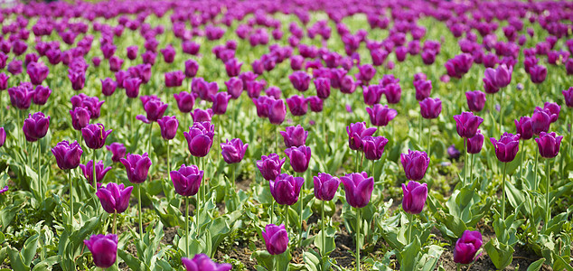 图利普花园场地绿色郁金香生长生活叶子季节植物紫色植物群图片