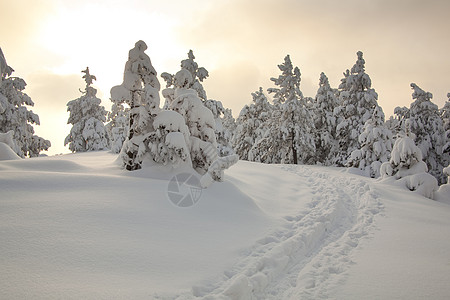 积雪中的脚印农村通道打印降雪森林林地松树季节国家脚步图片