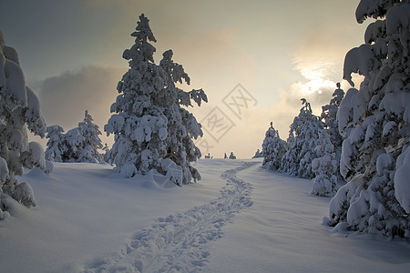 积雪中的脚印树木林地脚步降雪通道太阳森林课程人行道季节图片