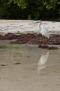 赫伦动物群热带荒野栖息地动物鸟类池塘栖息场景野生动物图片