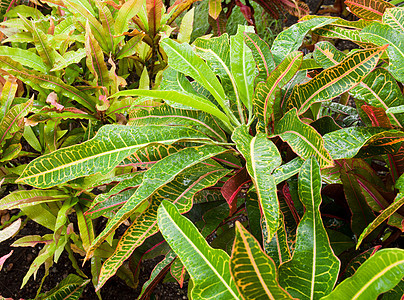 克罗顿园艺植物群静脉绿色植物植物树叶归化植被叶子蒸腾图片