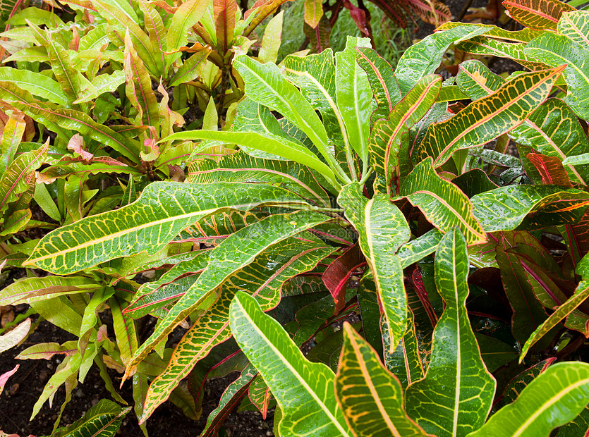 克罗顿园艺植物群静脉绿色植物植物树叶归化植被叶子蒸腾图片