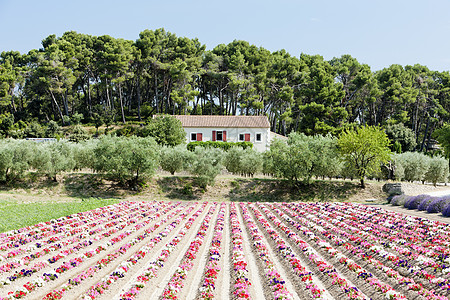 法国普罗旺斯 普罗旺斯场地外观植被农业房子农场植物园艺世界位置图片