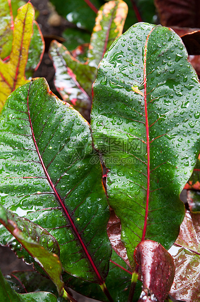 克罗顿叶状体叶状植物植物学静脉绿色植物光合作用树叶叶子蒸腾图片