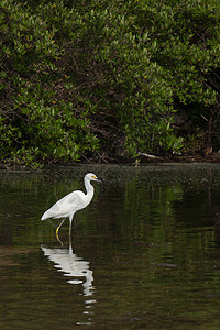 赫伦池塘荒野植物群动物场景野生动物动物群翅膀白鹭栖息图片