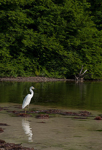 赫伦羽毛栖息地风景池塘栖息动物群翅膀鸟类沼泽观鸟图片