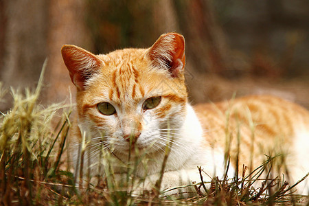 一只猫在草地上图片