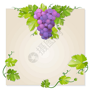 黑葡萄收成果汁藤蔓蓝色紫色酒厂浆果味道甜点栽培图片