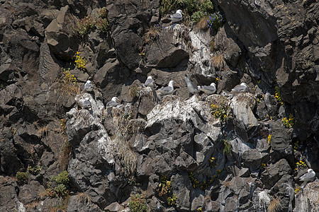 海鸥在阿尔的复活湾岩石上筑起海鸥巢和花朵图片