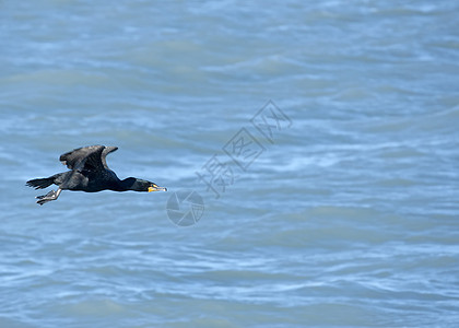 黑鸭在一秒钟的瞬间逃逸中被抓获     Resu背景图片
