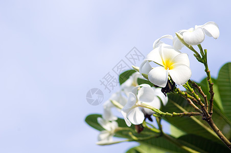 弗朗吉帕尼植物热带树叶白色花朵背景图片