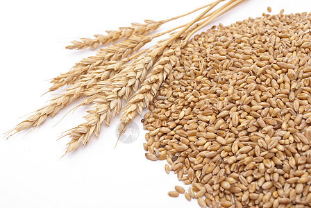 小麦耳朵食物面包植物农业金子收成粮食生长图片