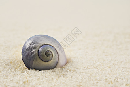 沙滩上一个美美完美的海壳环境海岸线野生动物宝藏假期热带生物贝类海洋蓝色图片