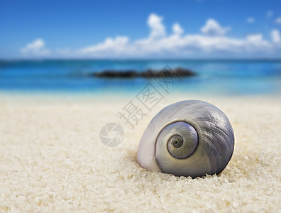 沙滩上一个美美完美的海壳生态海滩天堂宝藏旅行海滨流浪者海洋蓝色生活图片