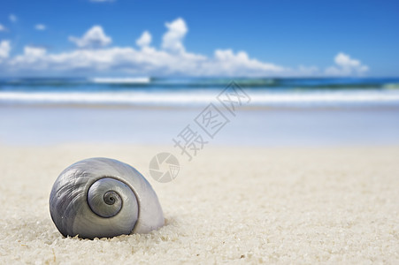 沙滩上一个美美完美的海壳海滩蓝色生态生物生物学假期流浪者热带贝壳天堂图片