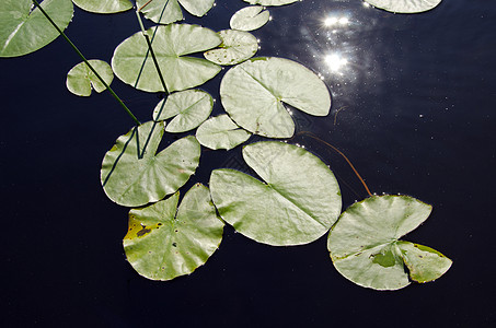 紧闭湖水 Lily 离开阳光反射图片