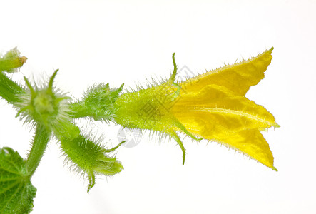 黄瓜花花食物生活雌蕊生长绿色花瓣环境种植宏观叶子图片