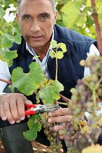 成熟葡萄种植收获图片