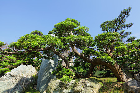 中国菜园池塘植物学植物园艺晴天月亮反射公园园林花园图片