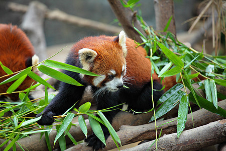红熊猫树叶食肉公园哺乳动物荒野动物宠物动物园竹子野生动物图片