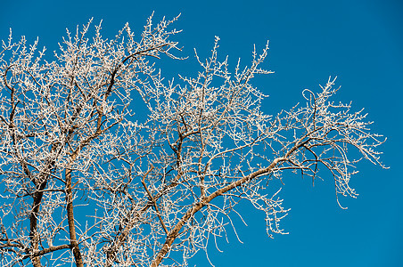 蓝色的冰冻树枝图片
