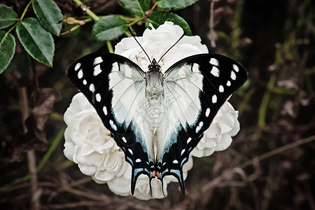 玫瑰花上的蝴蝶玫瑰动物翅膀昆虫背景图片