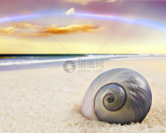 沙滩上一个美美完美的海壳贝壳热带海岸线旅行海滨海滩生物学野生动物流浪者海洋图片