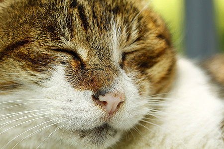 睡猫虎斑动物晶须地面小猫头发乐趣宠物耳朵说谎图片