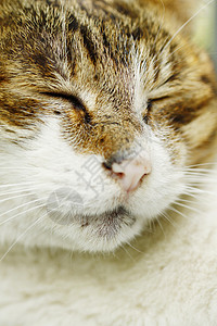 睡猫小猫耳朵头发乐趣猫科动物晶须宠物眼睛猫咪图片
