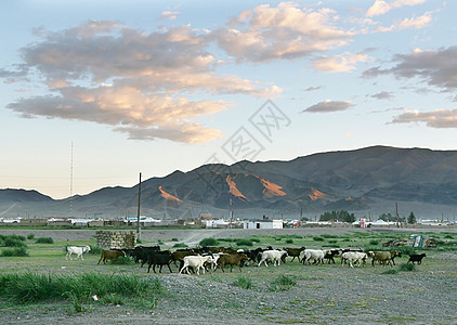 牧羊群日落蒙古包草原村庄游牧动物野营家畜气候农业图片