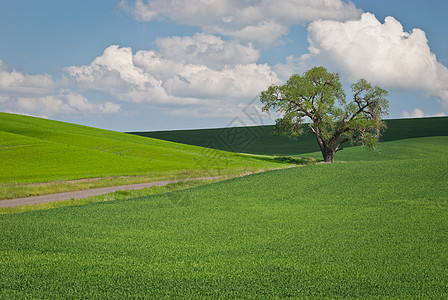 麦田风景夏初美国华盛顿惠特曼郡Whitman县孤树和绿麦田背景