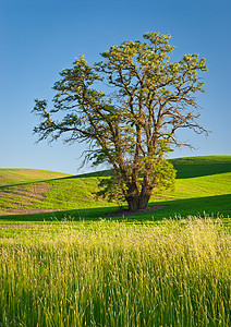 夏初在美国华盛顿惠特曼县Whitman县的树和滚动山丘图片