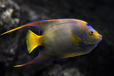 皇后天使鱼神仙鱼水族馆鱼缸海上生活动物图片