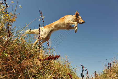 跳跳狗宠物运动金子猎狗锻炼天空蓝色训练草地犬类图片