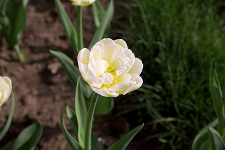 花床上黄色的郁金香绿色白色季节活力草地乡村花瓣植物生长花园图片
